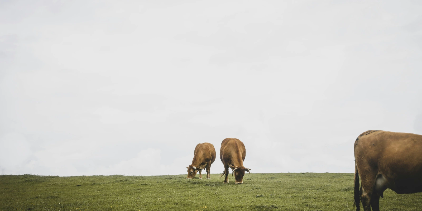 Licence Mathématiques à Nantes : Programme Complet