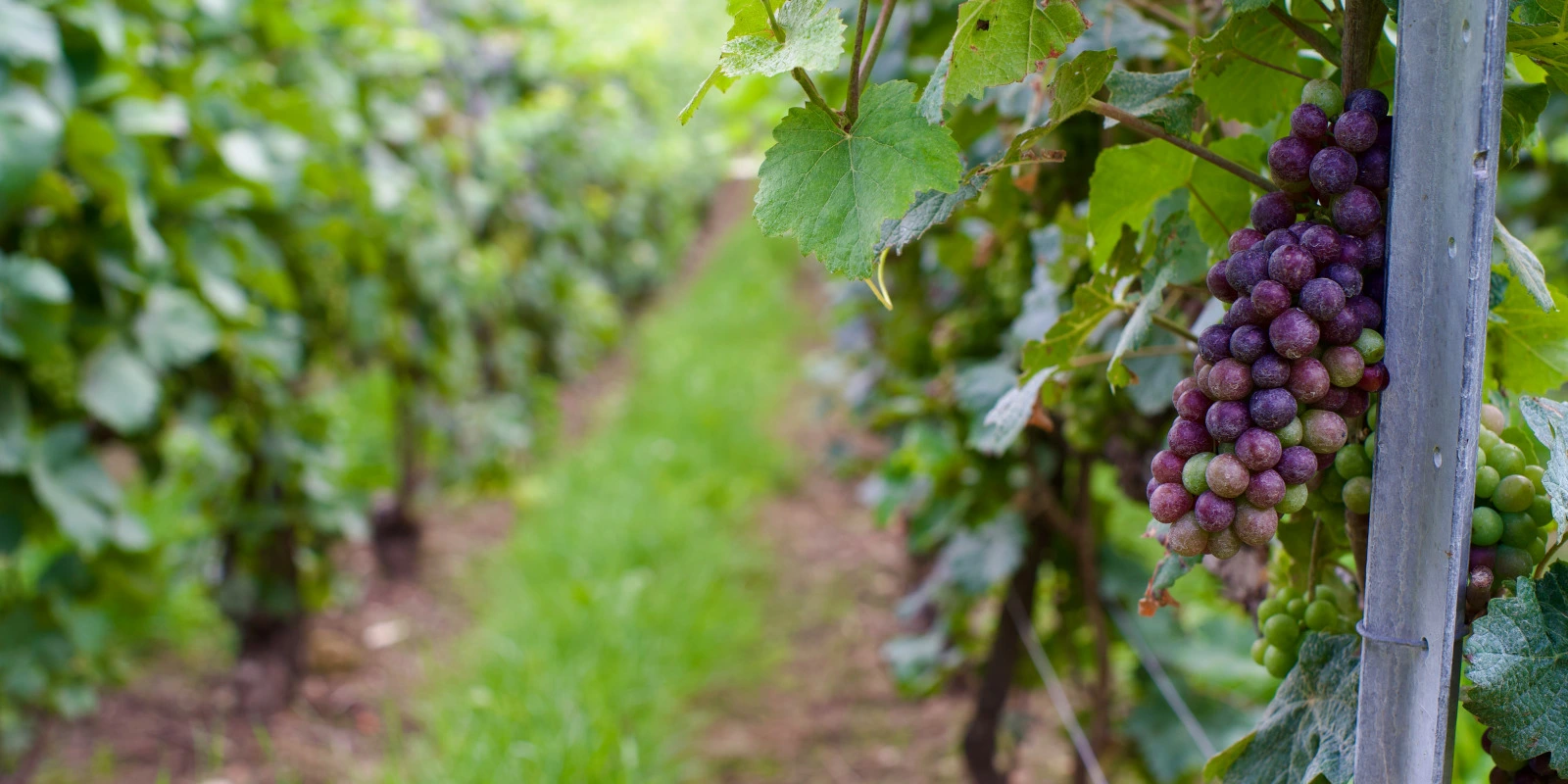 Licence Mathématiques et Informatique à Lyon 1 : Programme